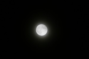 IMG_6330