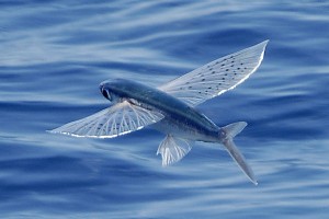 flying fish