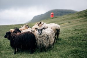 Faroe Island6
